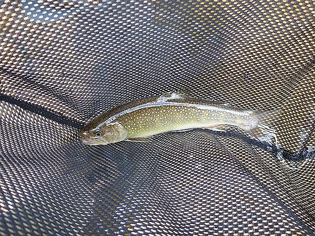 Cross Fork Trout.JPG